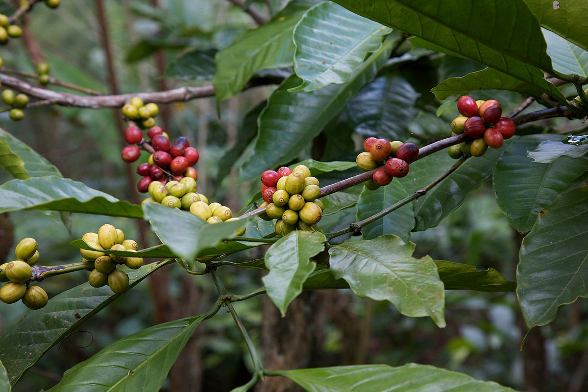 1200px-CoffeeBerry.jpg