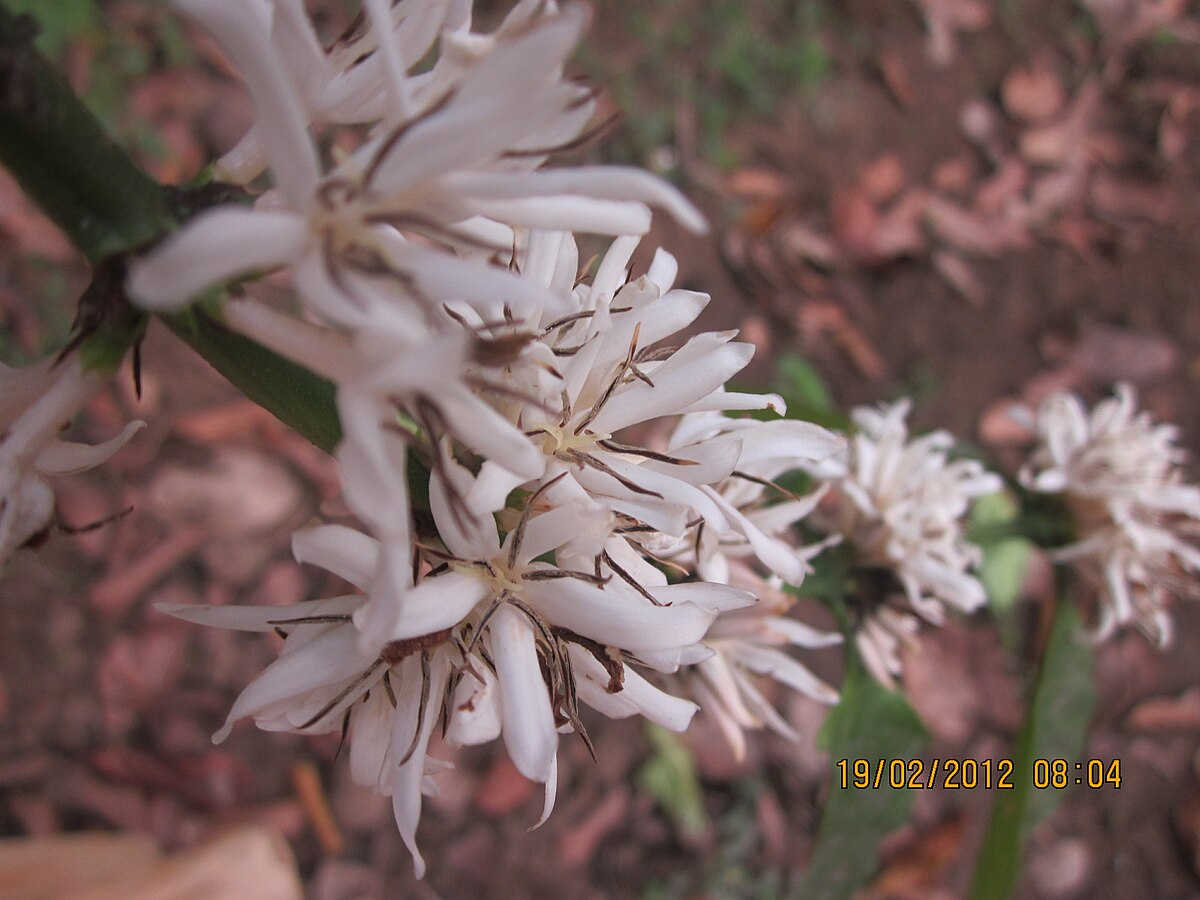 1200px-Coffe_flower.jpg