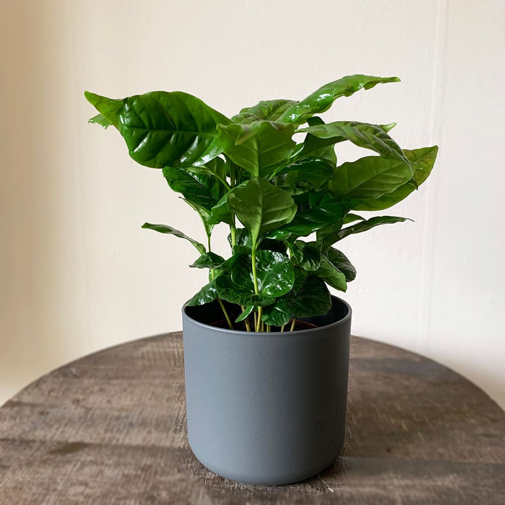 leafy-life.com