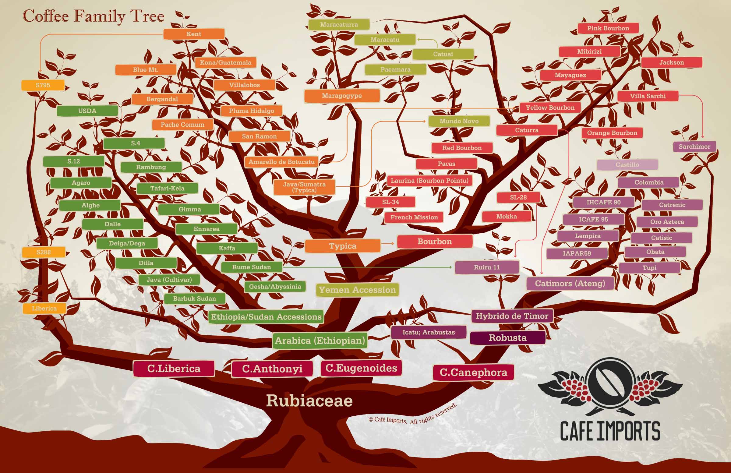 19868-14343-coffeefamilytree2015web-copy.jpg